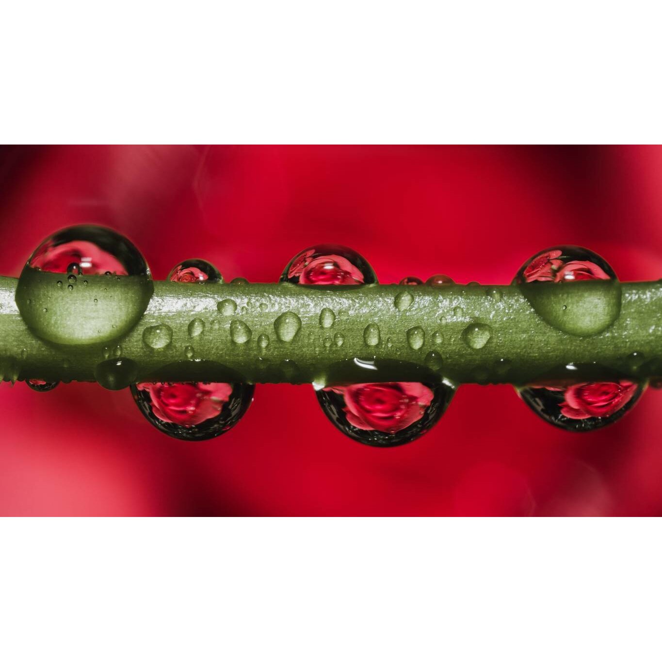 Tablou canvas 90x50 cm, Natura cu Flori model 10