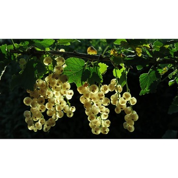 Tablou canvas 75x50 cm, Mancare si Bautura model 107 Tablou canvas 75x50 cm, Mancare si Bautura model 107