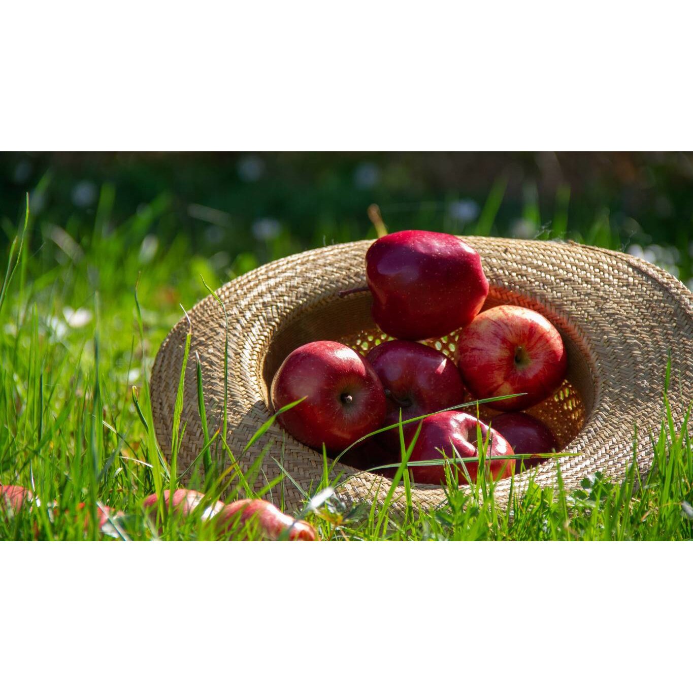 Tablou canvas 90x50 cm, Mancare si Bautura model 135