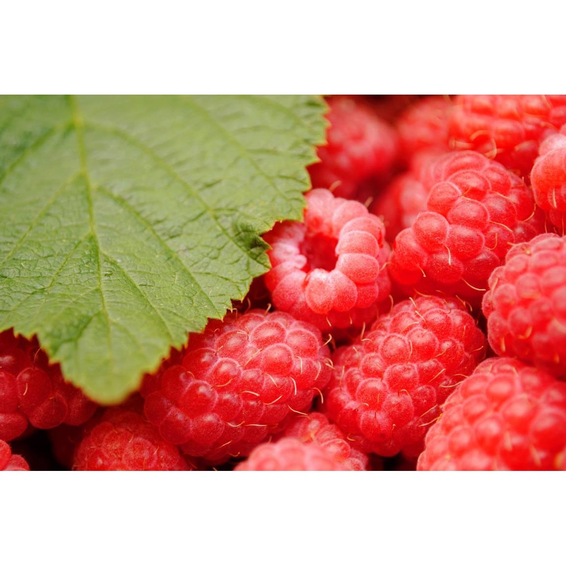 Tablou canvas 75x50 cm, Mancare si Bautura model 117