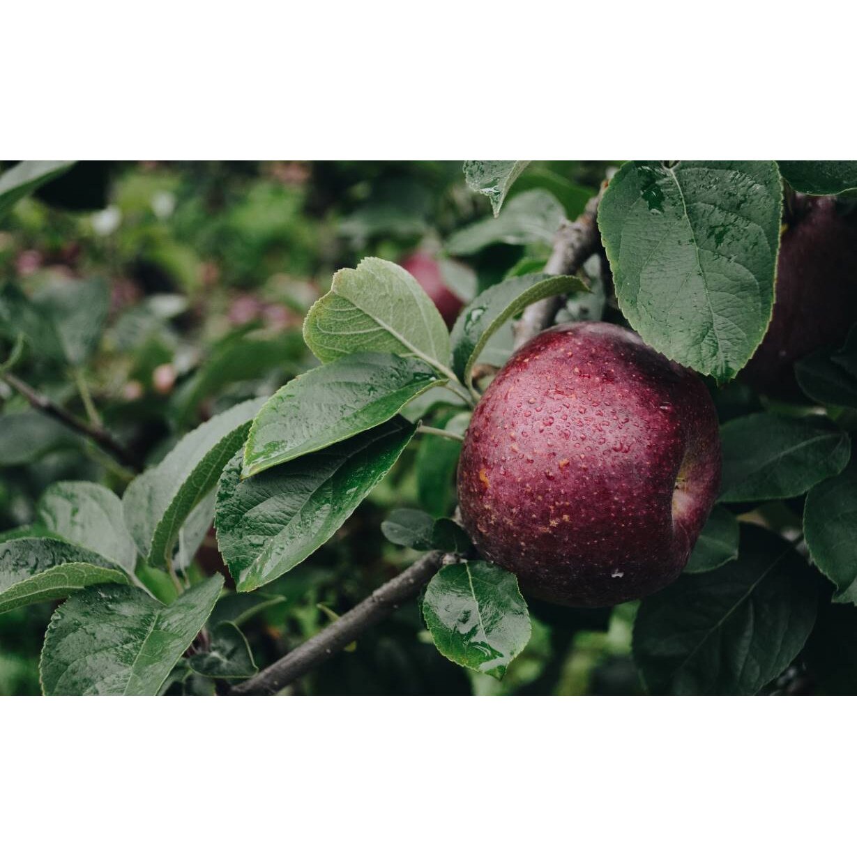 Tablou canvas 75x50 cm, Mancare si Bautura model 152