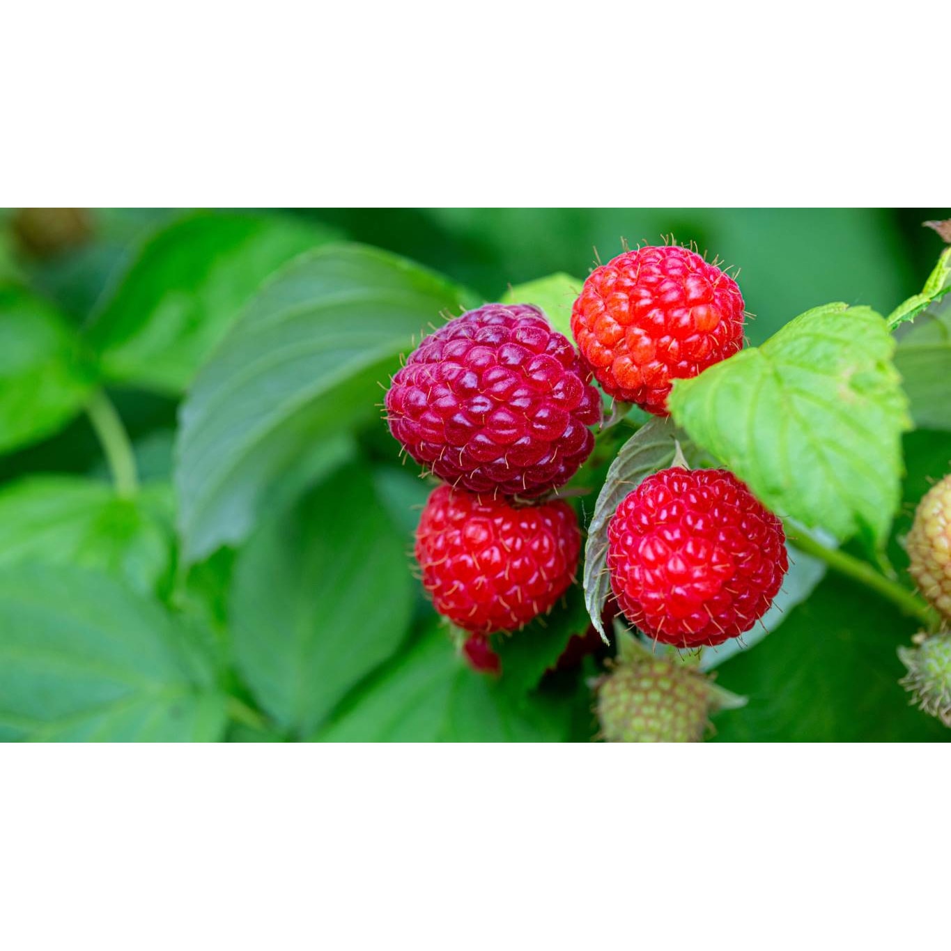 Tablou canvas 75x50 cm, Mancare si Bautura model 171