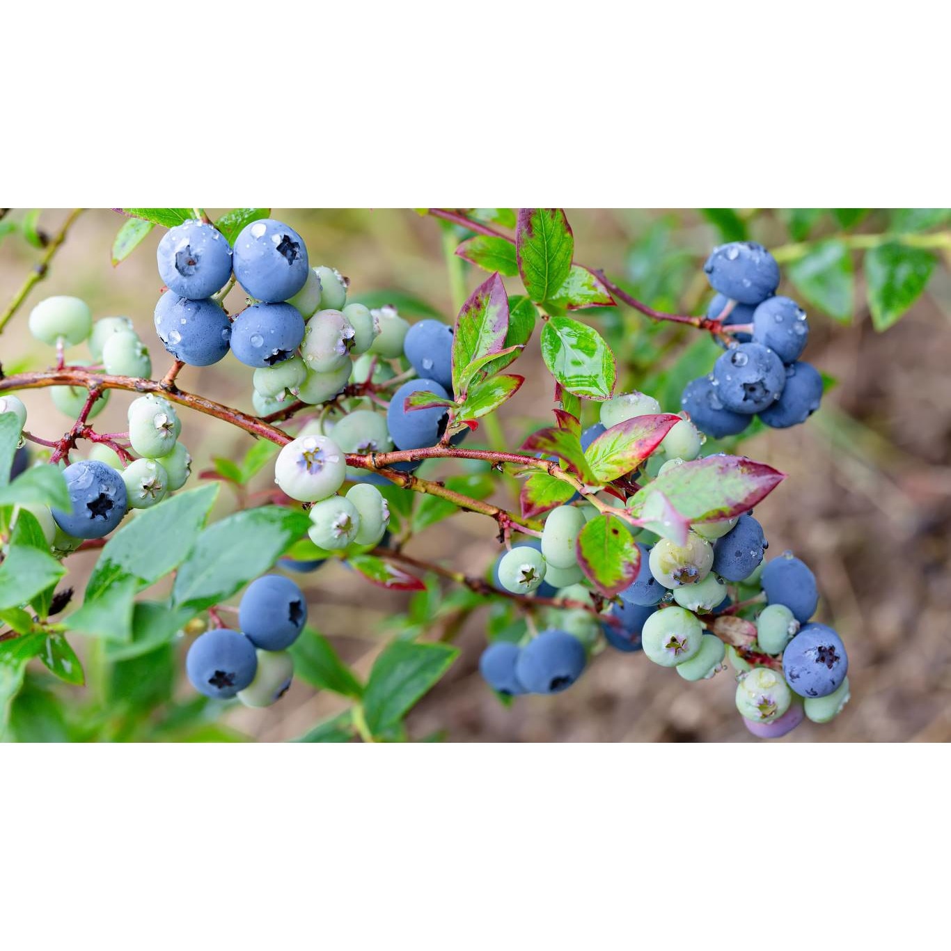 Tablou canvas 90x50 cm, Mancare si Bautura model 192