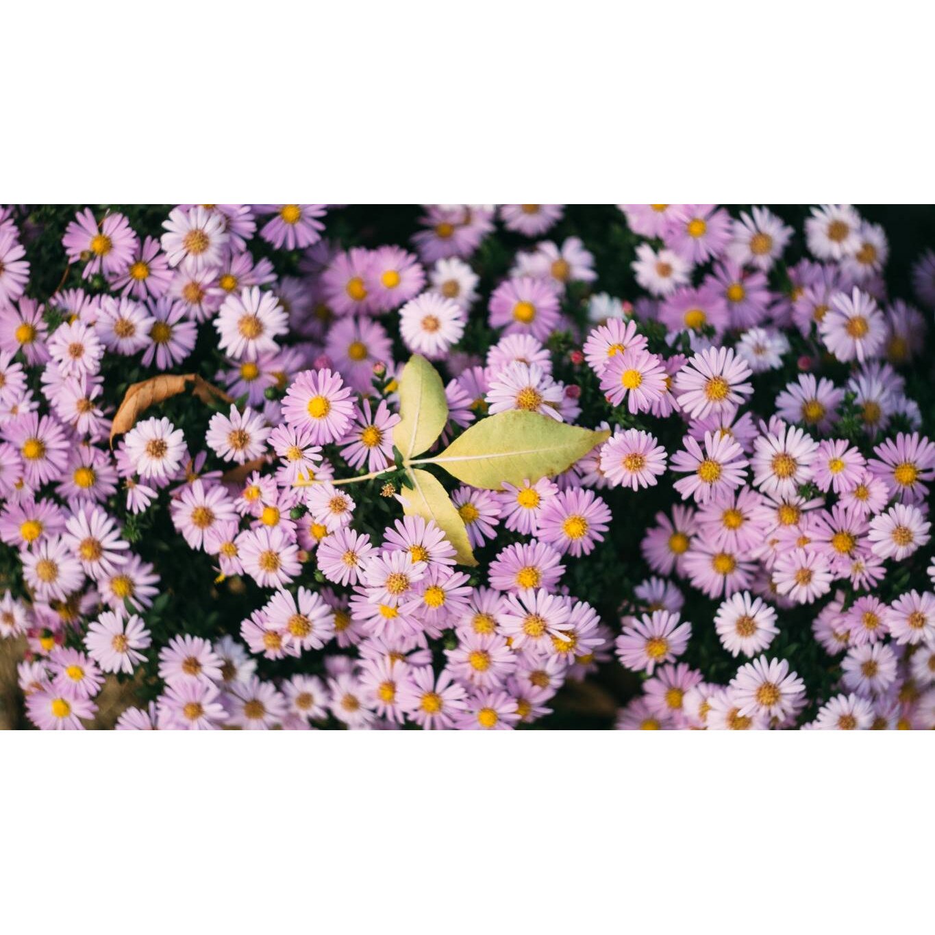 Tablou canvas 90x50 cm, Natura cu Flori model 77