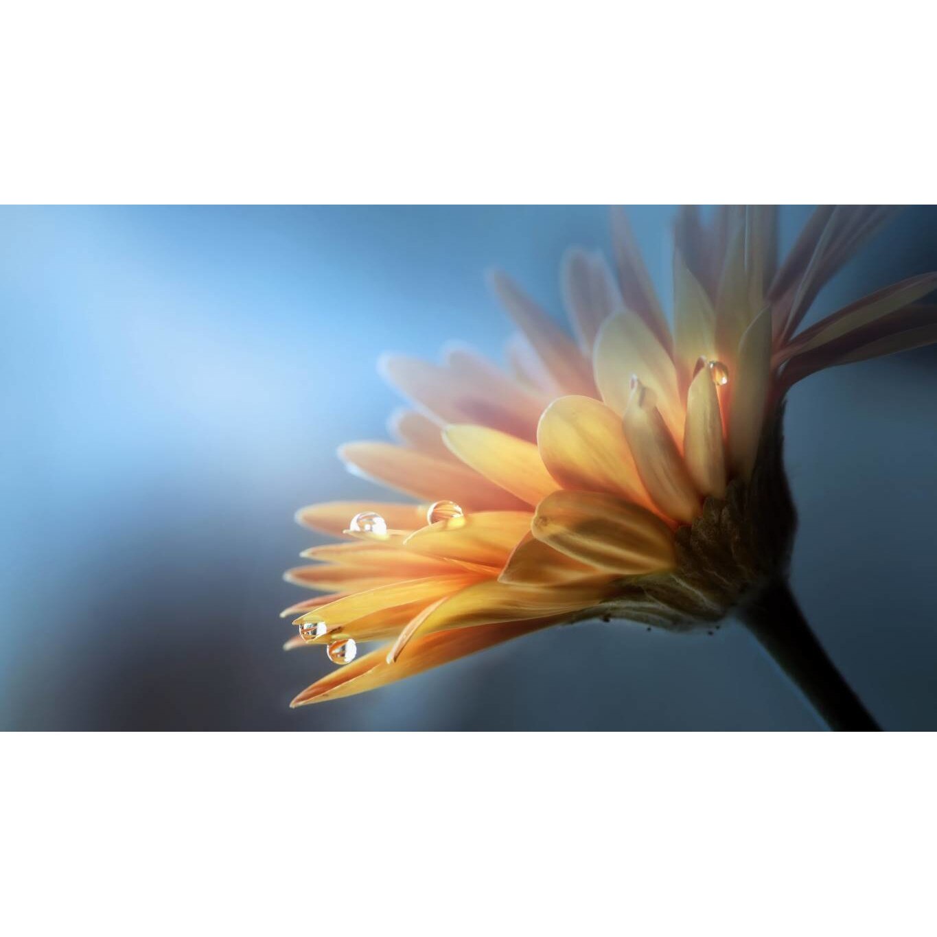 Tablou canvas 75x50 cm, Natura cu Flori model 101