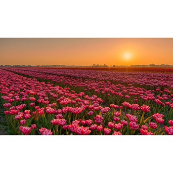 Tablou canvas 90x50 cm, Natura cu Flori model 123 Tablou canvas 90x50 cm, Natura cu Flori model 123