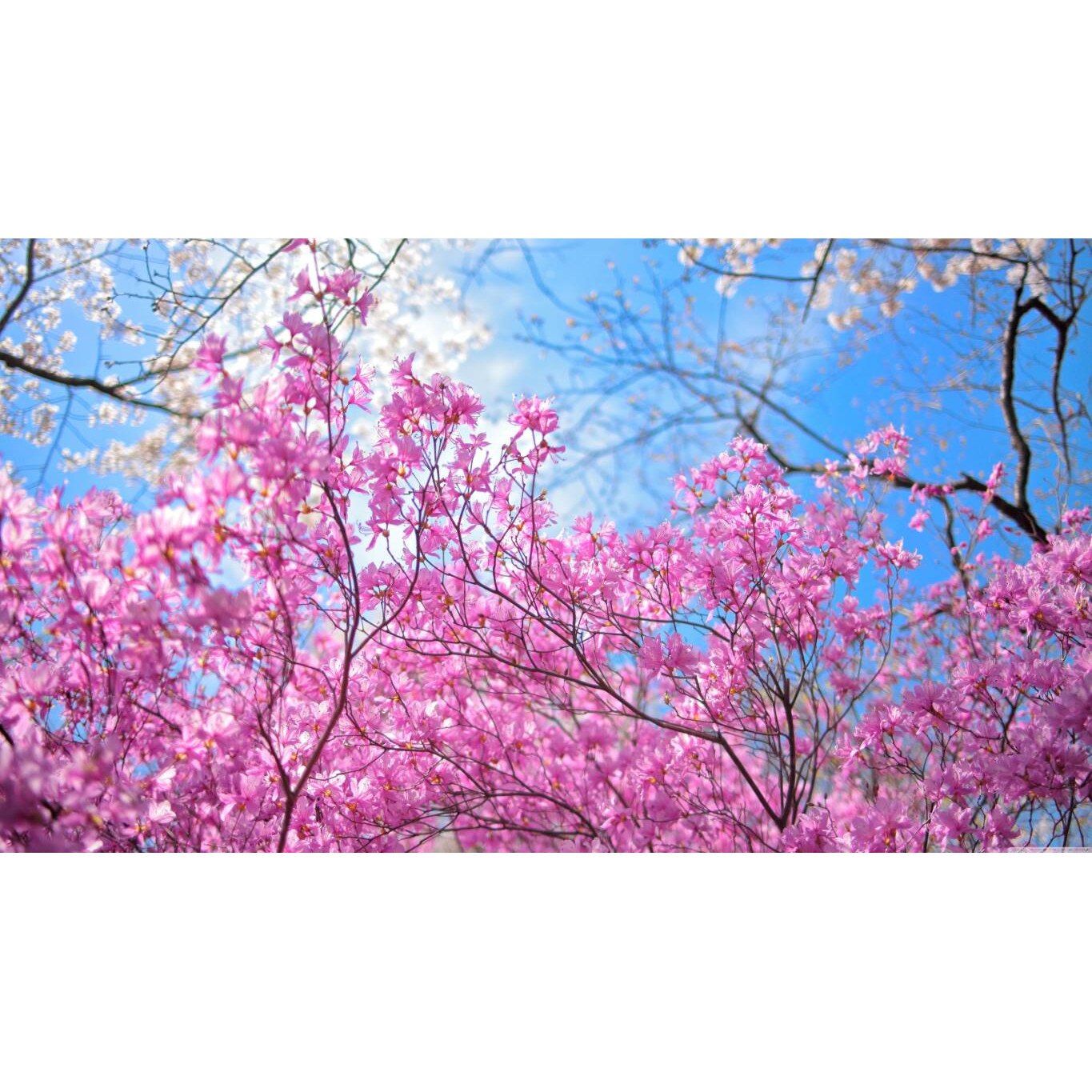 Tablou canvas 90x50 cm, Natura cu Flori model 63