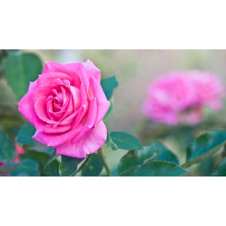 Tablou canvas 40x30 cm, Natura cu Flori model 112