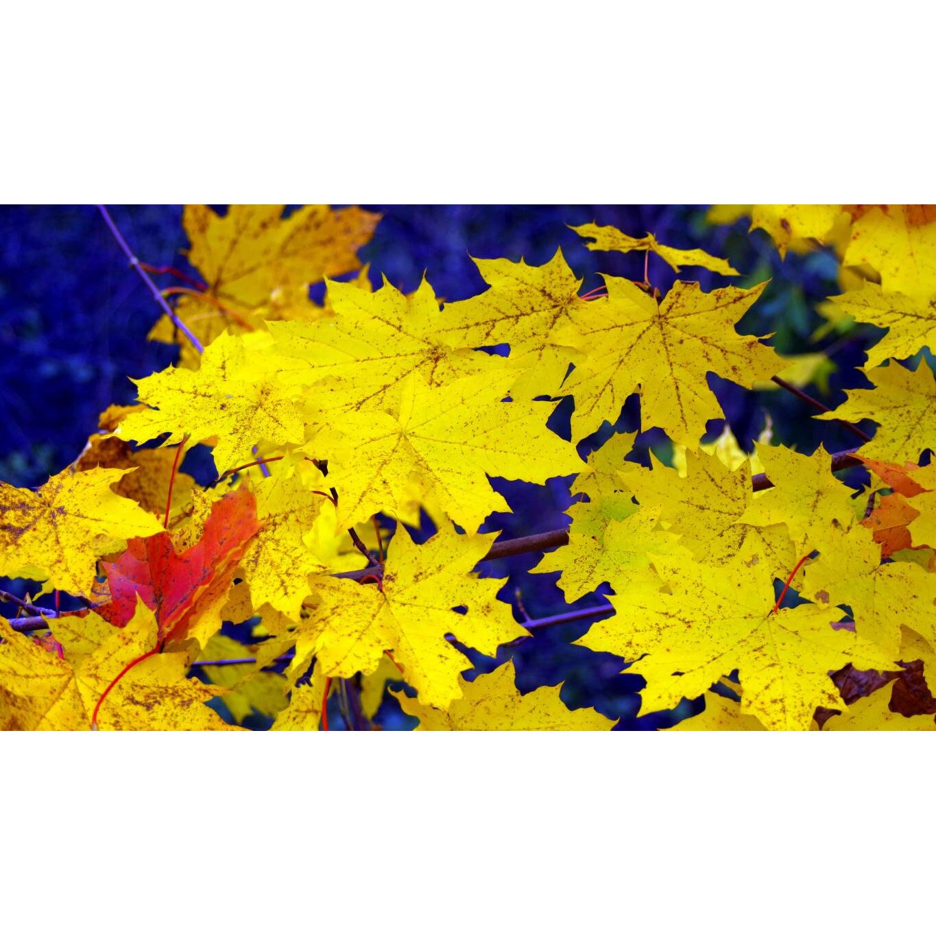 Tablou canvas 90x50 cm, Natura cu Flori model 122