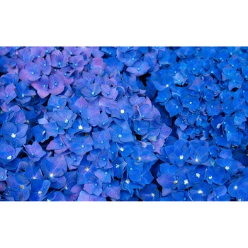 Tablou canvas 75x50 cm, Natura cu Flori model 44 Tablou canvas 75x50 cm, Natura cu Flori model 44