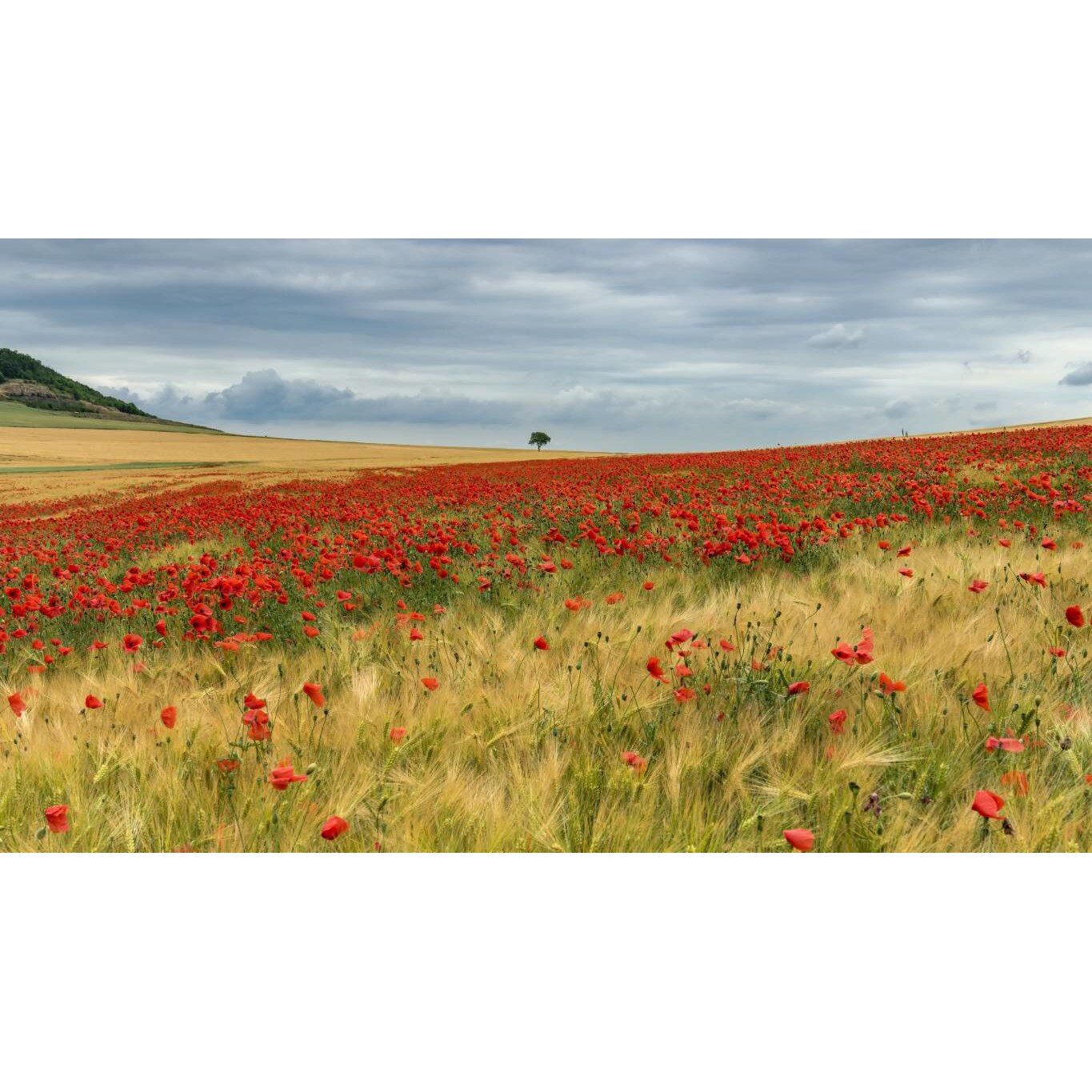 Tablou canvas 75x50 cm, Natura cu Flori model 134