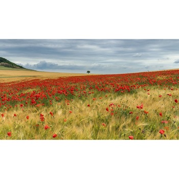 Tablou canvas 75x50 cm, Natura cu Flori model 134 Tablou canvas 75x50 cm, Natura cu Flori model 134