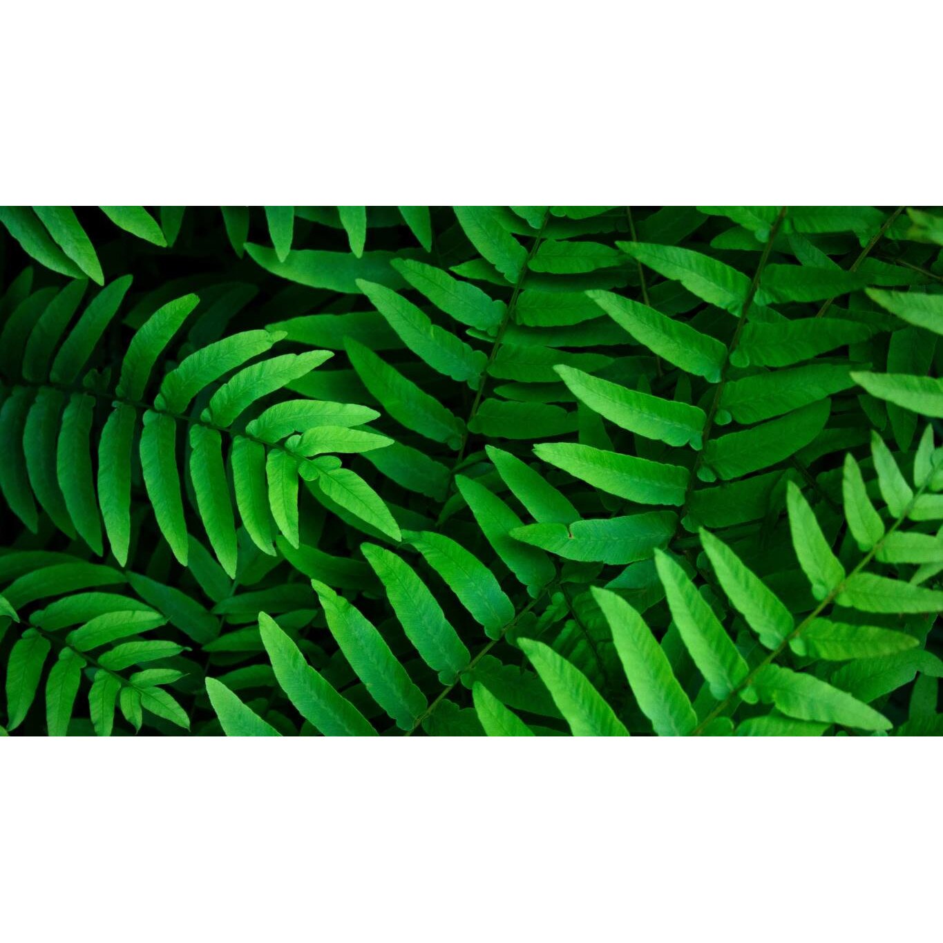 Tablou canvas 90x50 cm, Natura cu Flori model 82