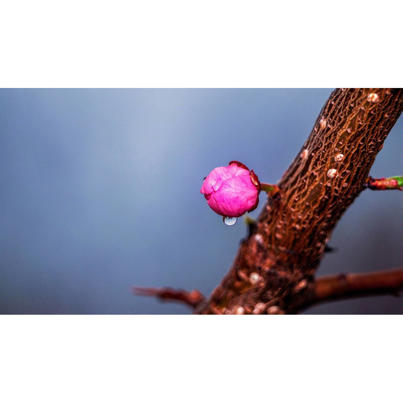 Tablou canvas 90x50 cm, Natura cu Flori model 32