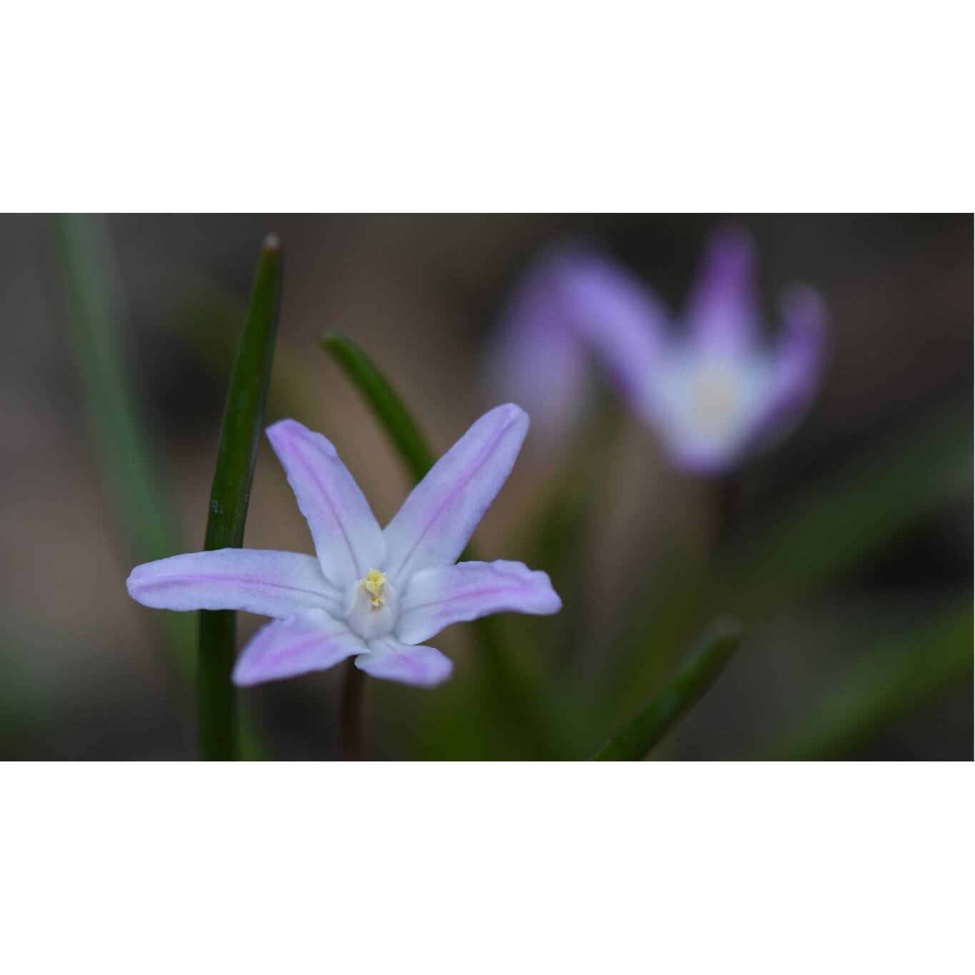 Tablou canvas 75x50 cm, Natura cu Flori model 109