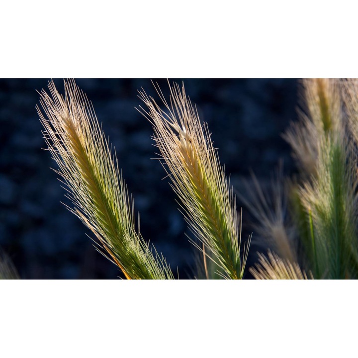 Tablou canvas 40x30 cm, Natura cu Flori model 119