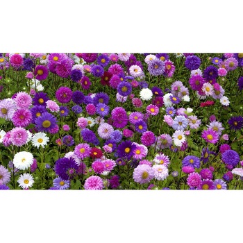 Tablou canvas 90x50 cm, Natura cu Flori model 140 Tablou canvas 90x50 cm, Natura cu Flori model 140