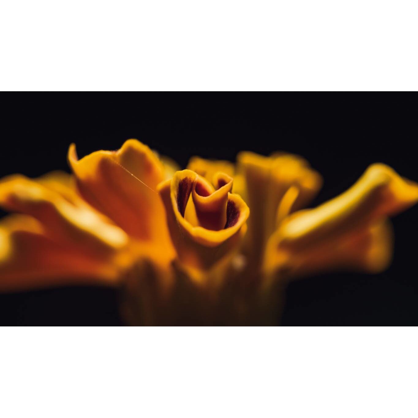 Tablou canvas 75x50 cm, Natura cu Flori model 71