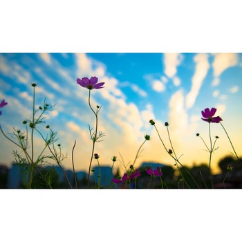 Tablou canvas 90x50 cm, Natura cu Flori model 83 Tablou canvas 90x50 cm, Natura cu Flori model 83