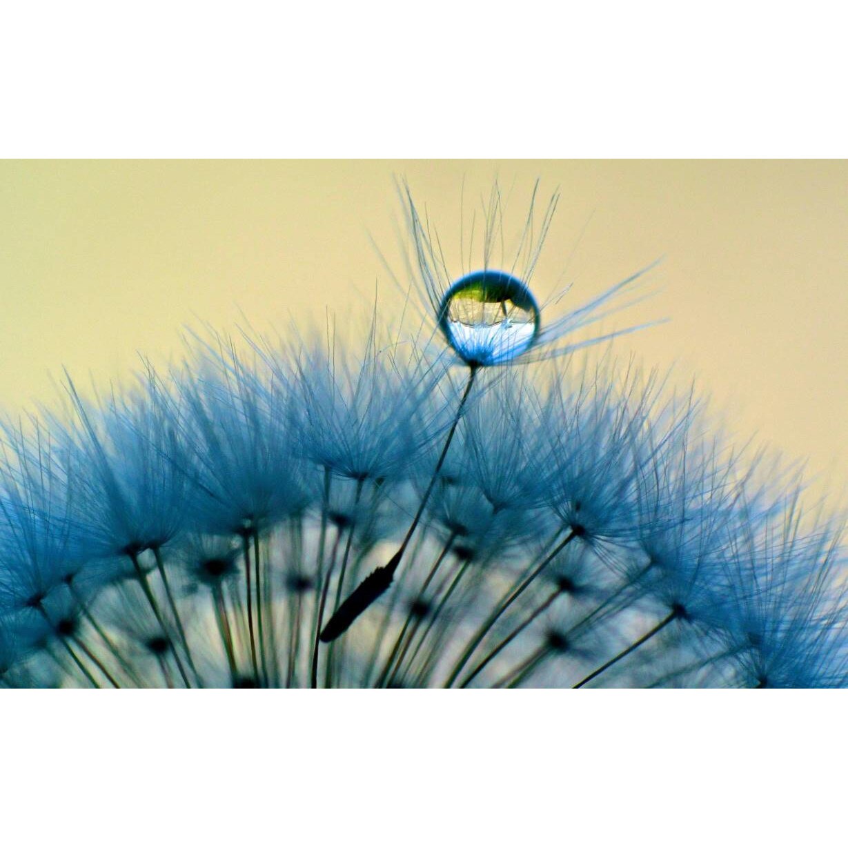 Tablou canvas 90x50 cm, Natura cu Flori model 146