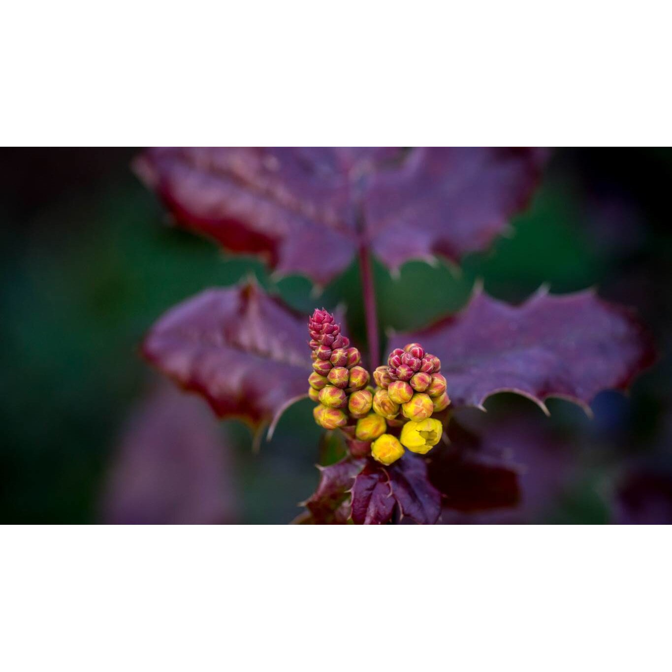 Tablou canvas 75x50 cm, Natura cu Flori model 137