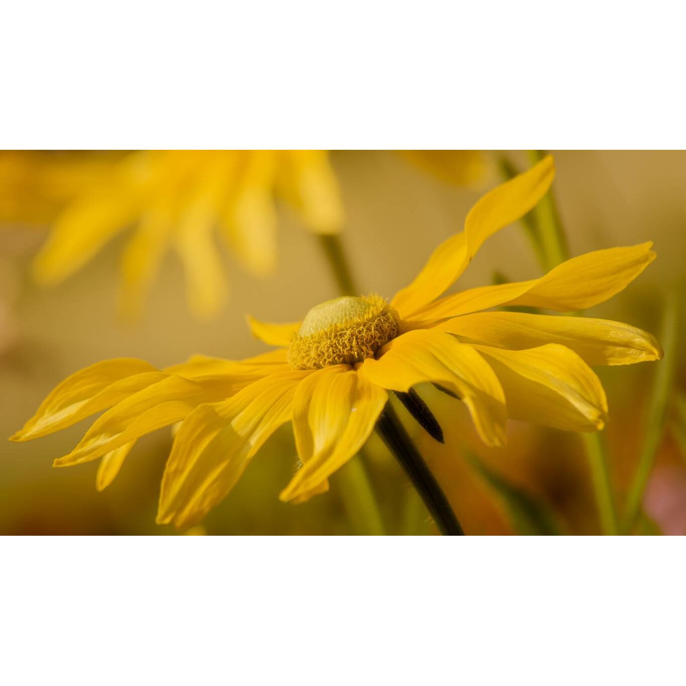 Tablou canvas 75x50 cm, Natura cu Flori model 117