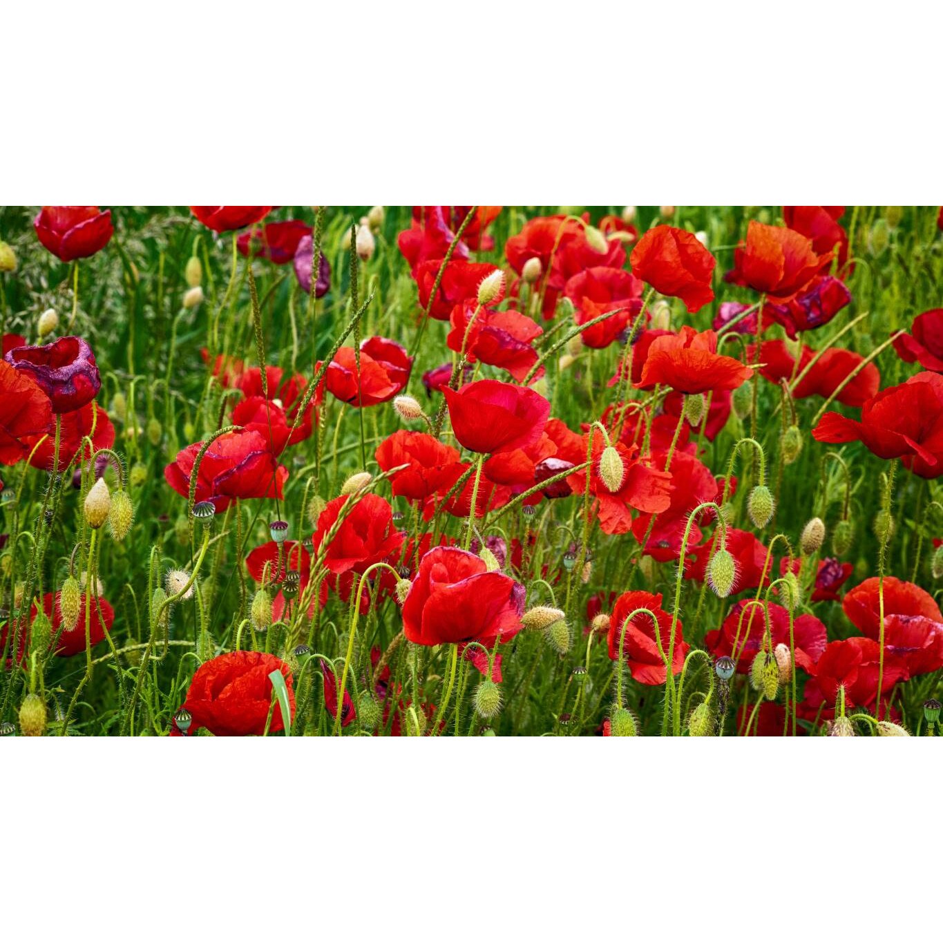 Tablou canvas 90x50 cm, Natura cu Flori model 128