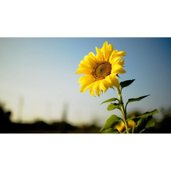 Tablou canvas 90x50 cm, Natura cu Flori model 144 Tablou canvas 90x50 cm, Natura cu Flori model 144