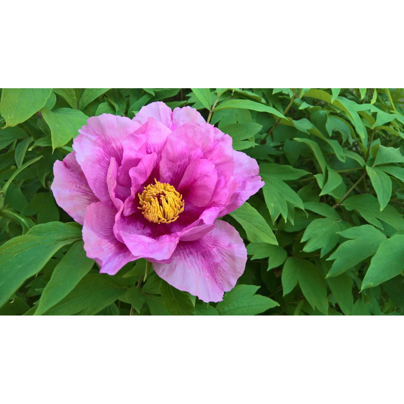 Tablou canvas 90x50 cm, Natura cu Flori model 106