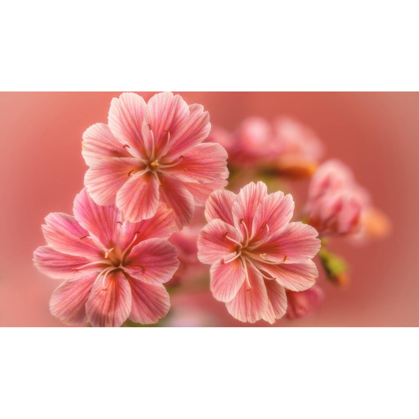 Tablou canvas 75x50 cm, Natura cu Flori model 111