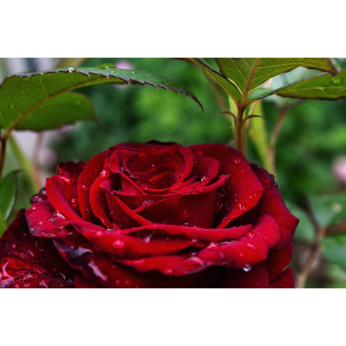 Tablou canvas 90x50 cm, Natura cu Flori model 116