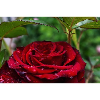 Tablou canvas 90x50 cm, Natura cu Flori model 116 Tablou canvas 90x50 cm, Natura cu Flori model 116