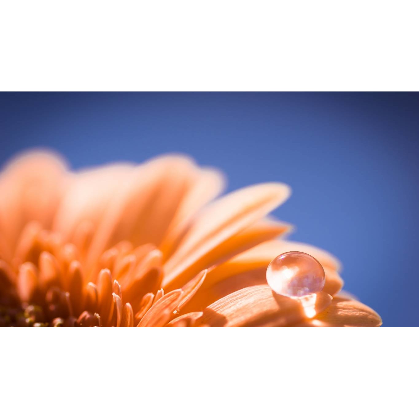 Tablou canvas 90x50 cm, Natura cu Flori model 143