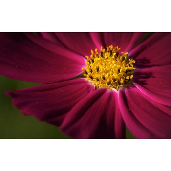 Tablou canvas 75x50 cm, Natura cu Flori model 148 Tablou canvas 75x50 cm, Natura cu Flori model 148