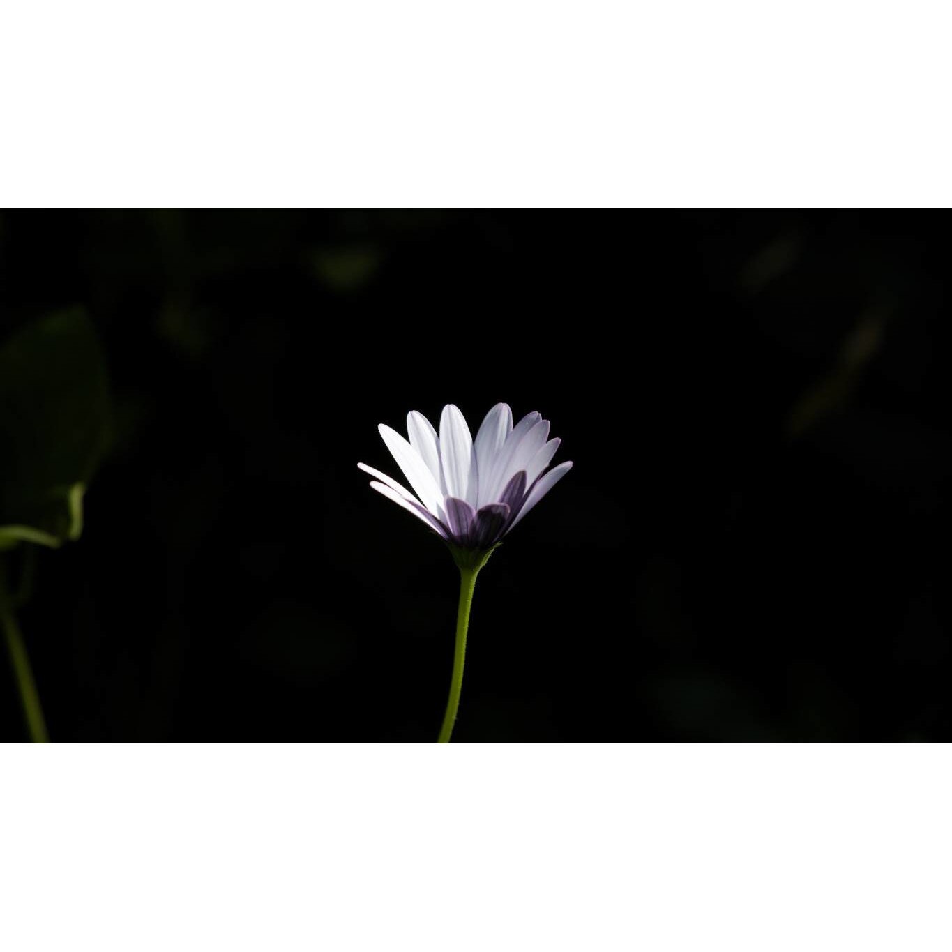 Tablou canvas 75x50 cm, Natura cu Flori model 154