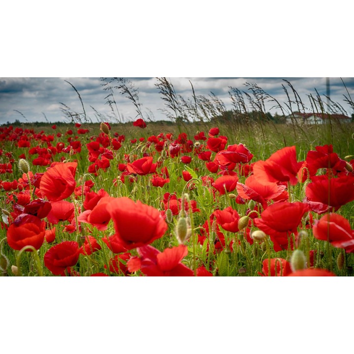 Tablou canvas 40x30 cm, Natura cu Flori model 156