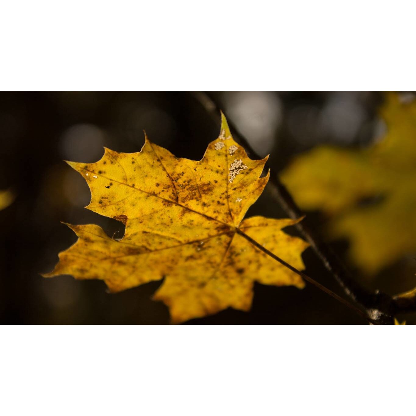 Tablou canvas 90x50 cm, Natura cu Flori model 153