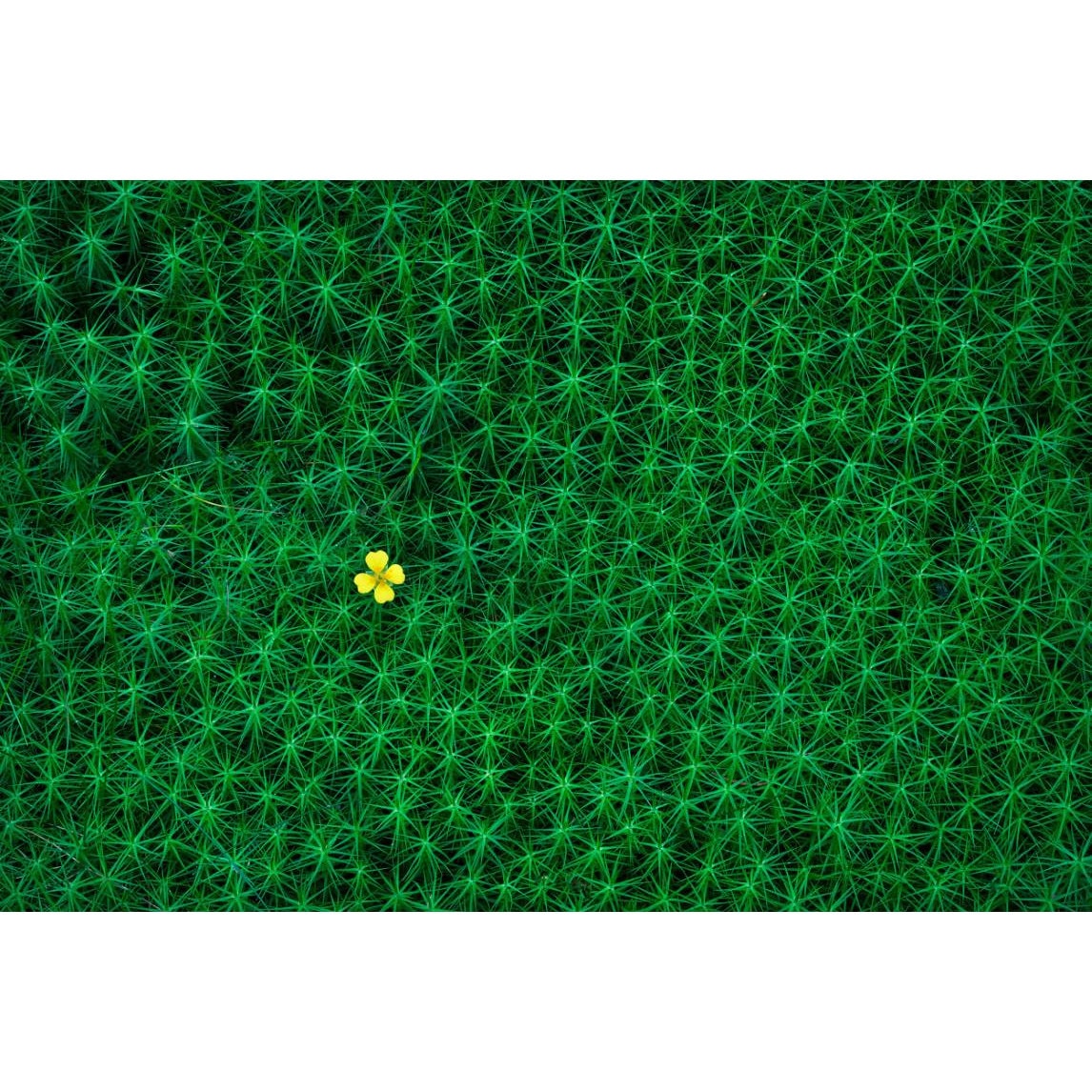 Tablou canvas 75x50 cm, Natura cu Flori model 167