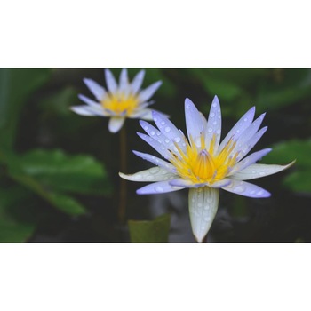 Tablou canvas 90x50 cm, Natura cu Flori model 147 Tablou canvas 90x50 cm, Natura cu Flori model 147