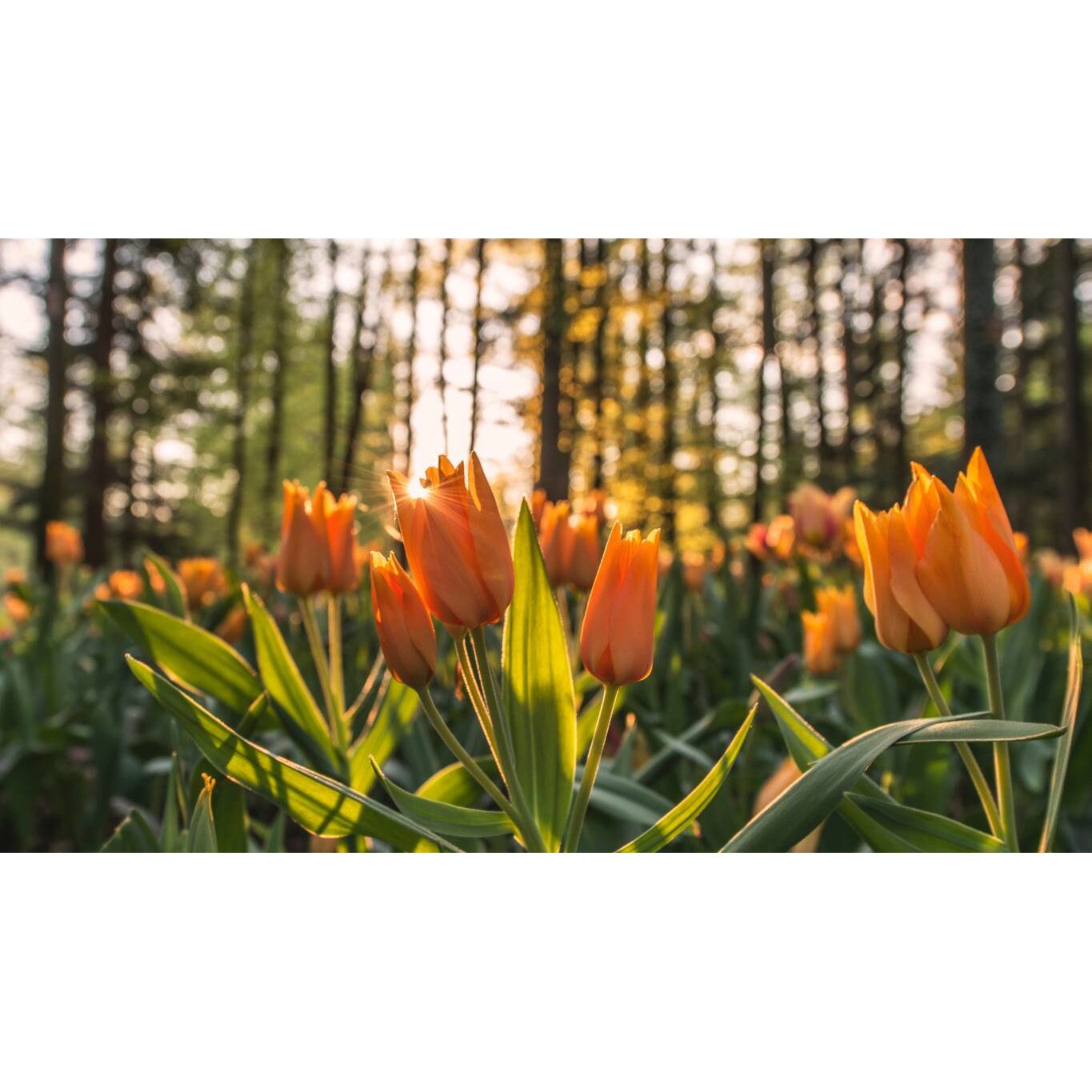 Tablou canvas 90x50 cm, Natura cu Flori model 80