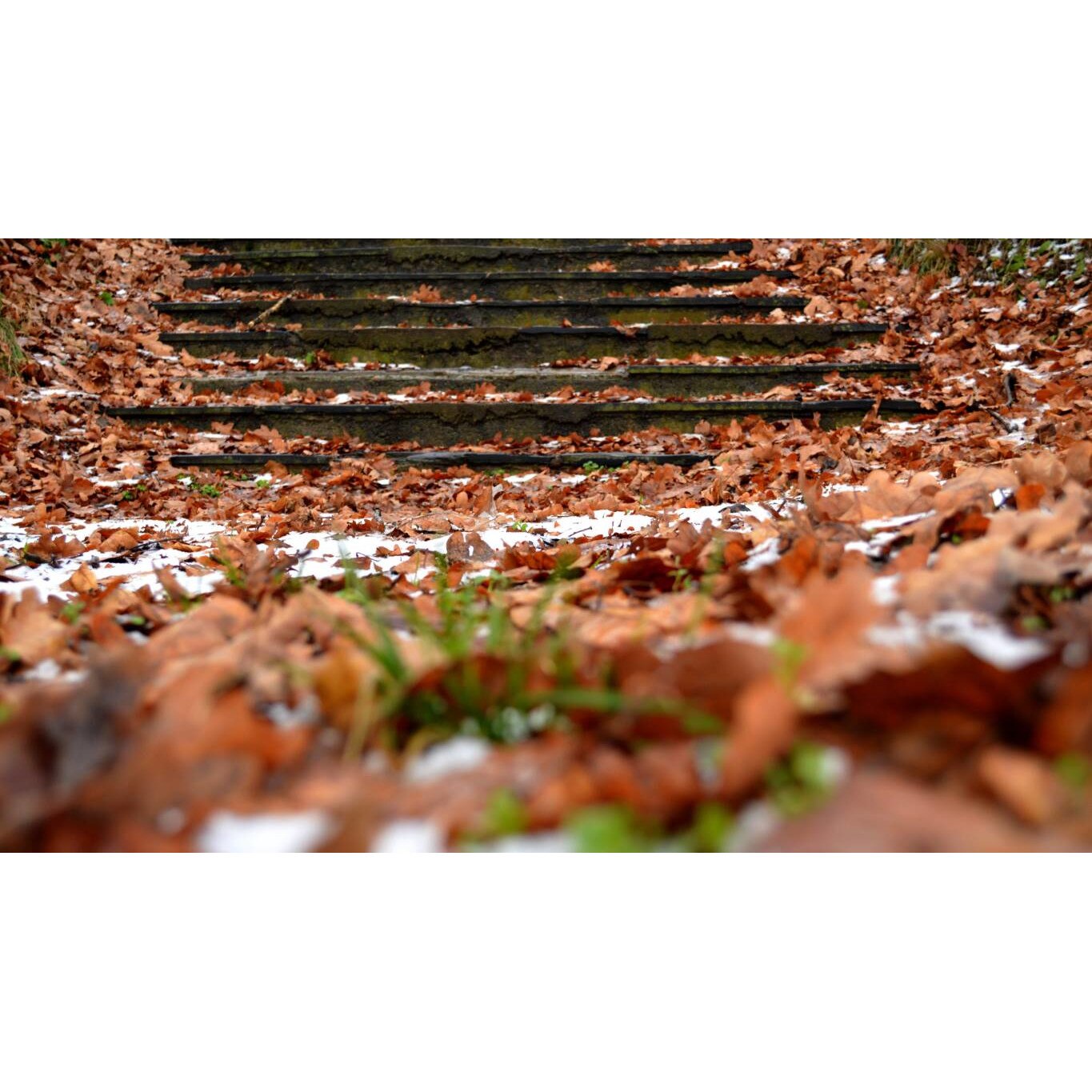 Tablou canvas 90x50 cm, Natura cu Flori model 138