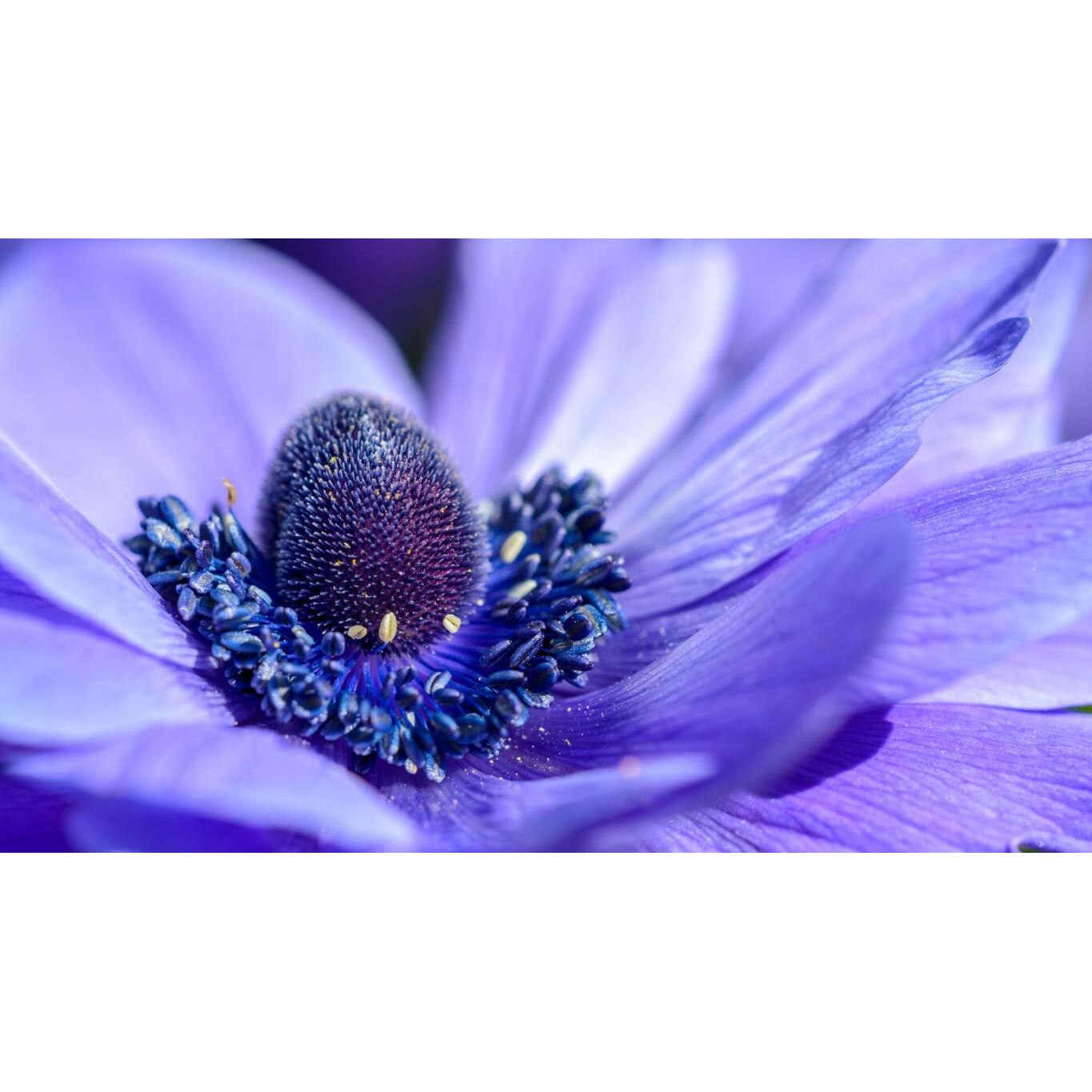 Tablou canvas 75x50 cm, Natura cu Flori model 79