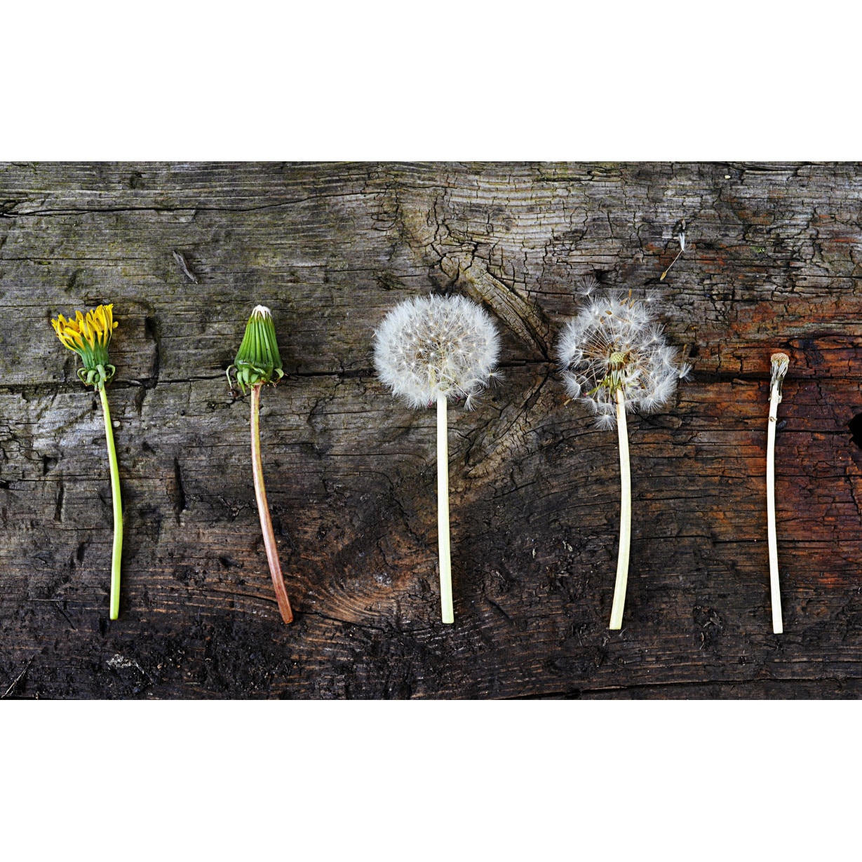 Tablou canvas 75x50 cm, Natura cu Flori model 81