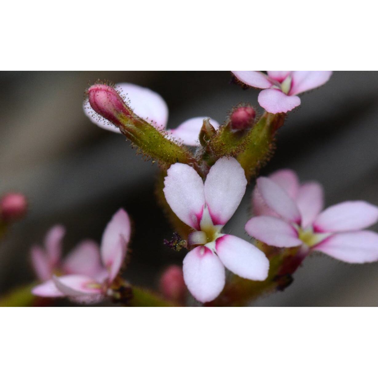 Tablou canvas 75x50 cm, Natura cu Flori model 166