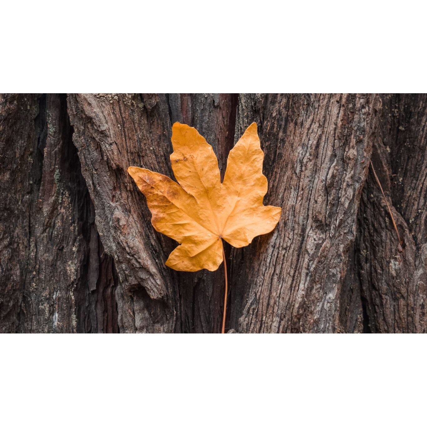 Tablou canvas 75x50 cm, Natura cu Flori model 84