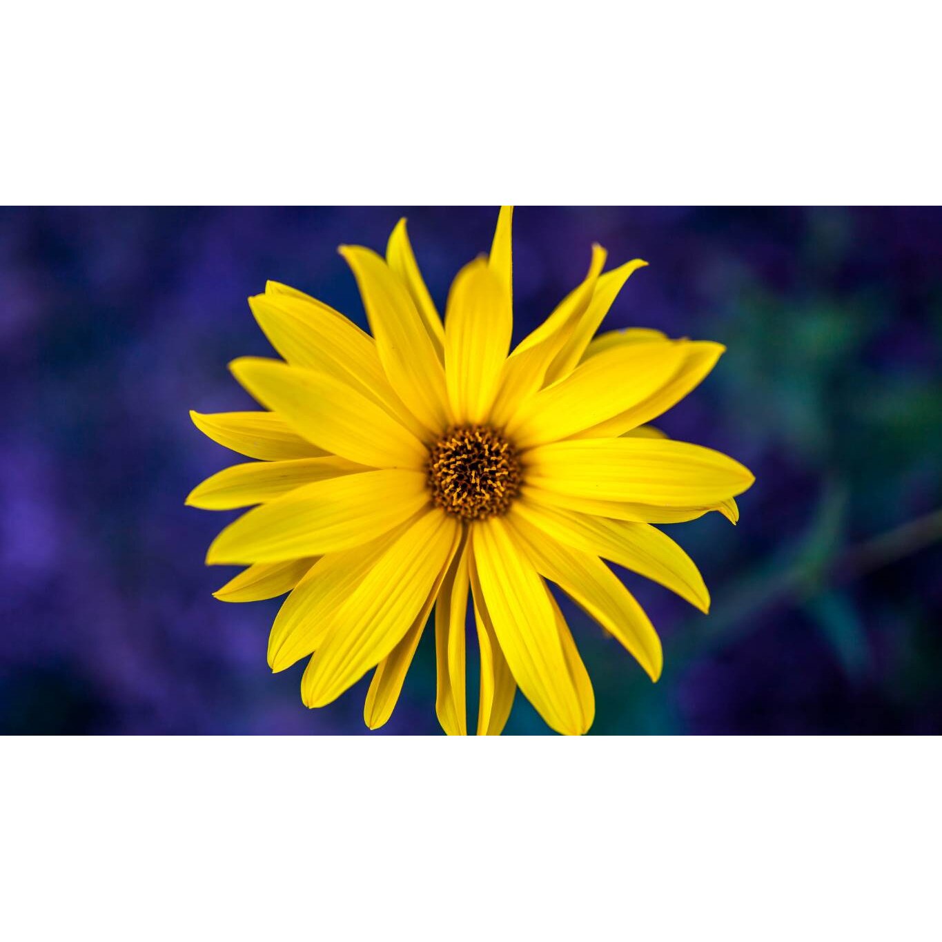 Tablou canvas 90x50 cm, Natura cu Flori model 130