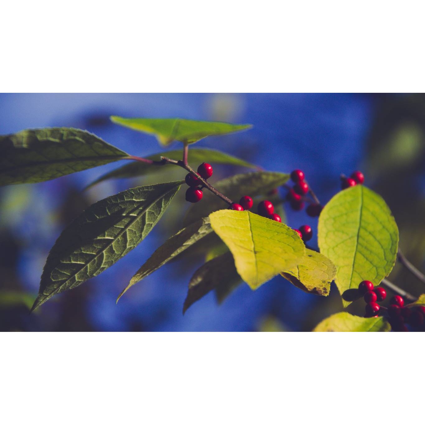 Tablou canvas 75x50 cm, Natura cu Flori model 78