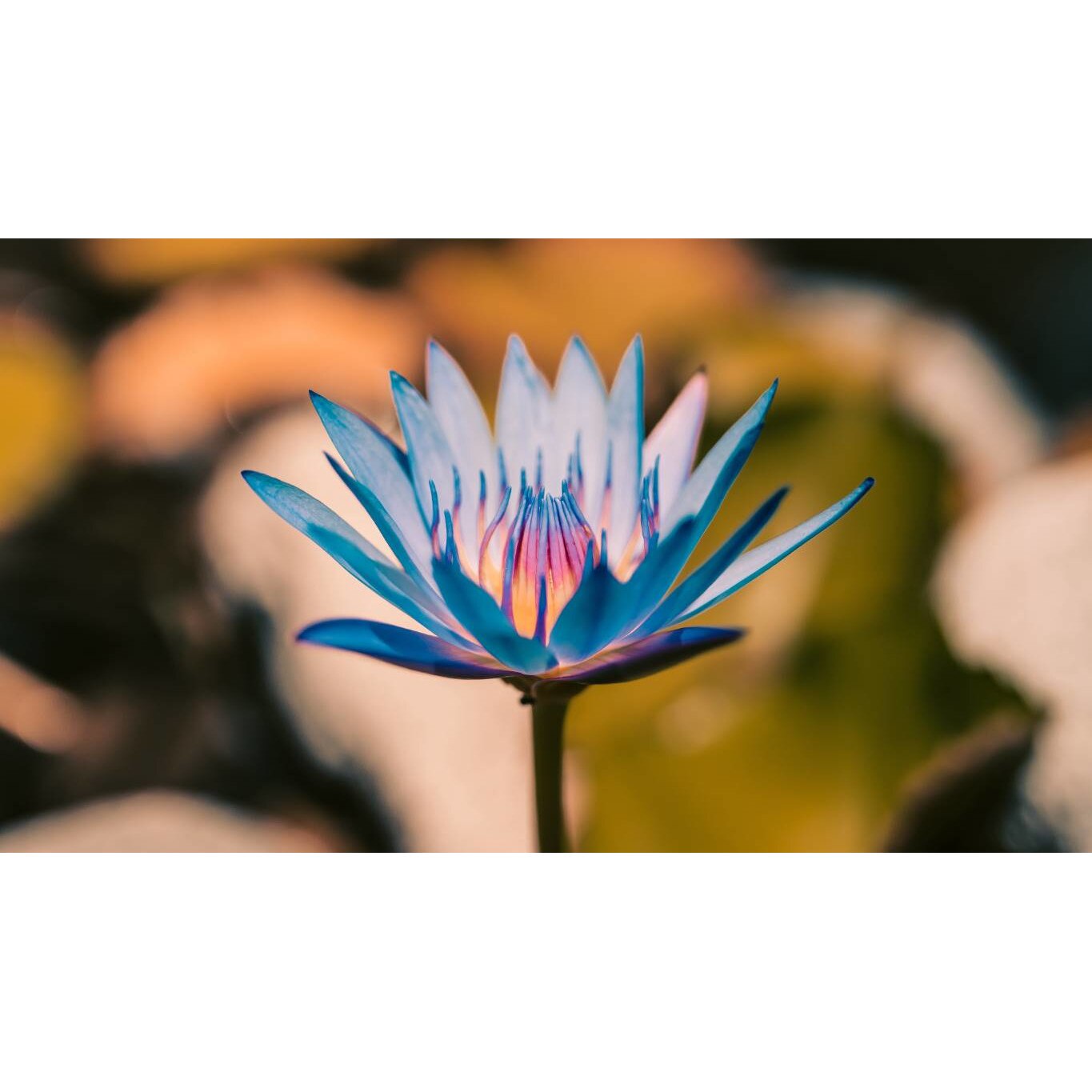 Tablou canvas 75x50 cm, Natura cu Flori model 159