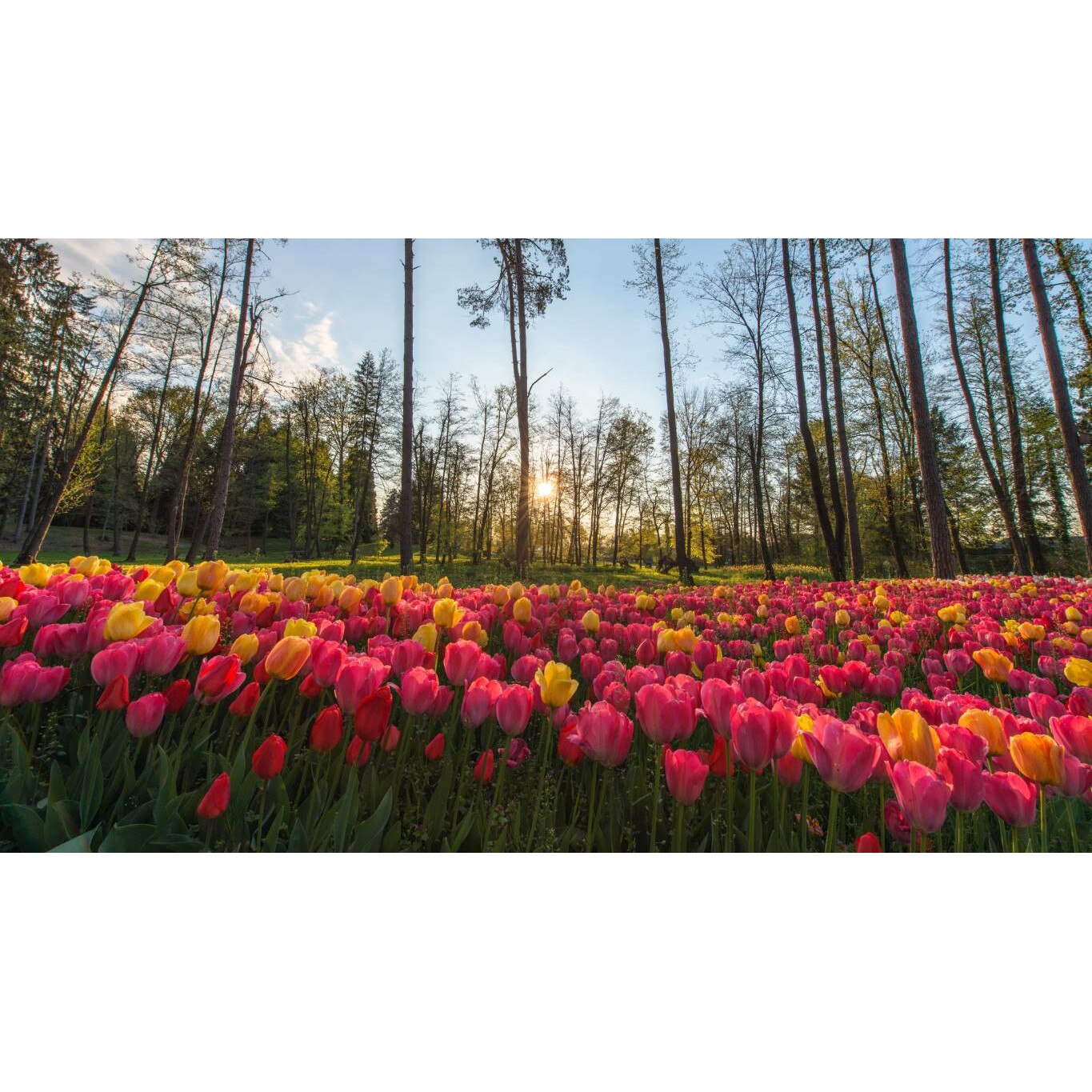 Tablou canvas 75x50 cm, Natura cu Flori model 92