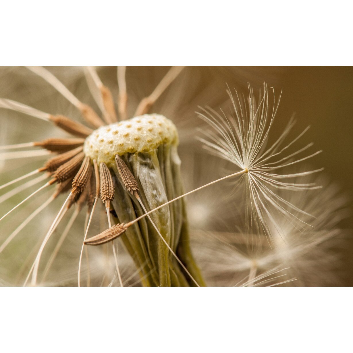 Tablou canvas 90x50 cm, Natura cu Flori model 115